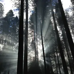 Website preview